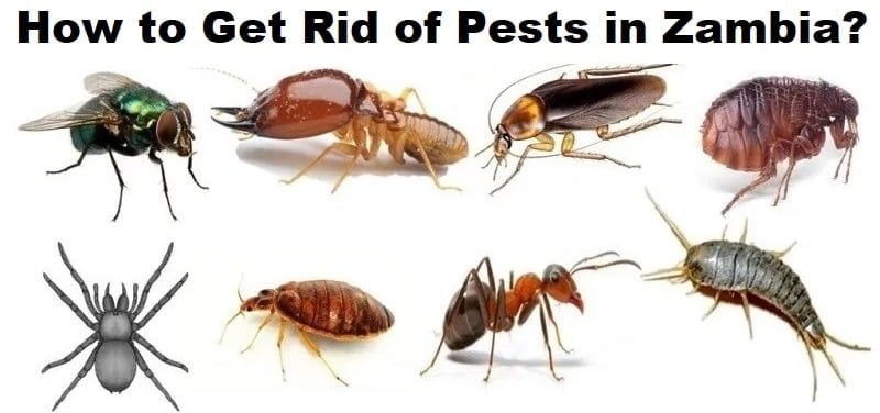 How to get rid of pests in Zambia? How to get rid of pests in Zambia?
