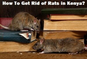 How to get rid of rats in Kenya?