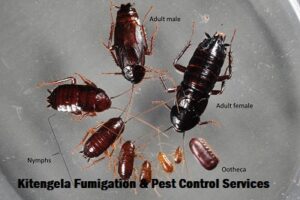 Kitengela fumigation and pest control services Kitengela fumigation and pest control services