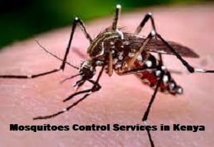 Mosquitoes control services in Kenya Nairobi Mosquitoes control services in Kenya Nairobi