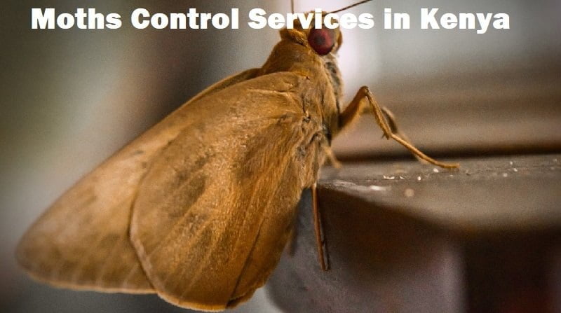 Moths control services in Kenya Moths control services in Kenya