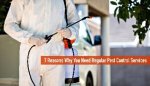 Pest control services in Greece Pest control services in Greece