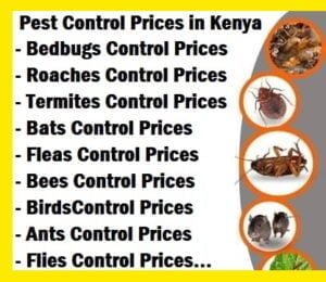 Pest control prices in Malindi Pest control prices in Malindi