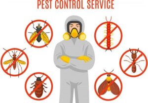 Pest control in Bomet Kenya Pest control in Bomet Kenya