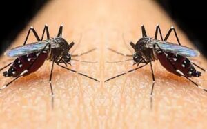 Pest control services in UK London Pest control services in UK London