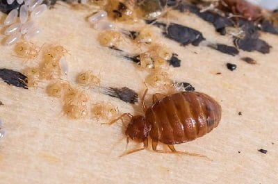 Pest control services Westlands Nairobi