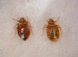 Pest control services in Bomet Pest control services in Bomet