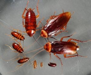 Pest control services in Egypt Cairo