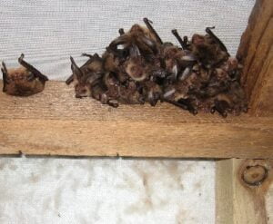 Pest extermination in Bomet Kenya Pest extermination in Bomet Kenya