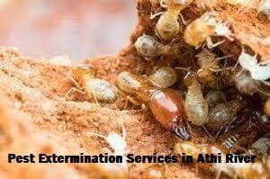 Pest extermination services in Athi River Pest extermination services in Athi River