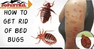 Pest extermination services in Hurlingham Nairobi Pest extermination services in Hurlingham Nairobi