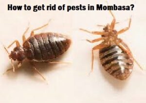 Pests, how to get rid of pests in Mombasa? Pests, how to get rid of pests in Mombasa?