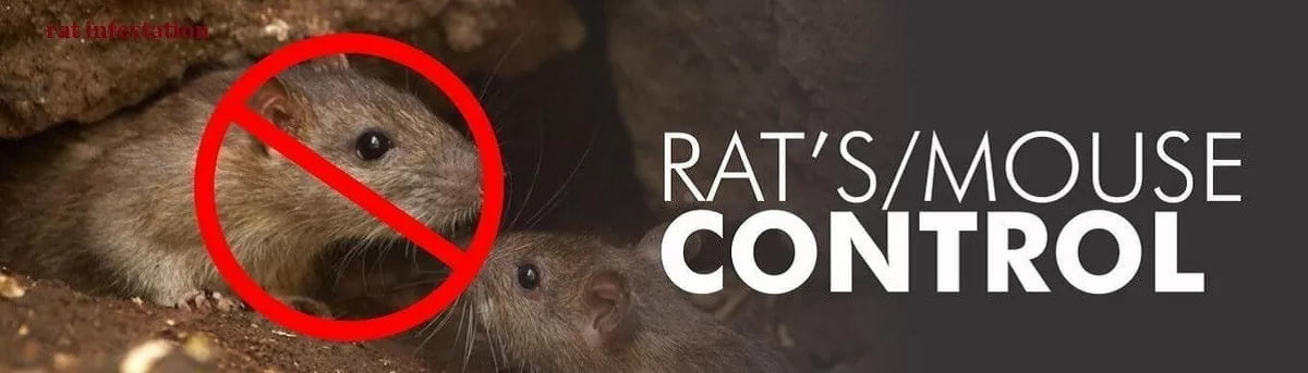 Rats control services in Kenya