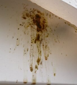 Signs pf carpenter bees infestation Signs pf carpenter bees infestation