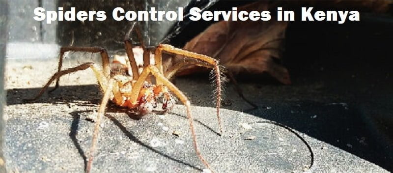 Spiders control services in Kenya
