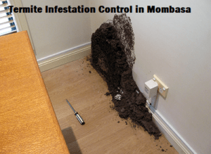 Termites Infestation Control in Mombasa