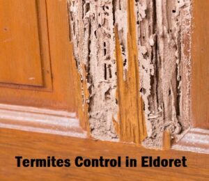 Termites control in Eldoret Termites control in Eldoret