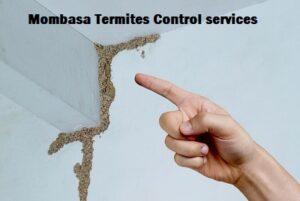 Termites control services in Mombasa