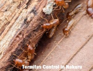 Termites control in Nakuru