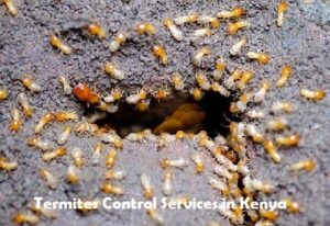 Termites control services in Kenya Termites control services in Kenya