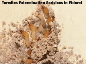 Termites Extermination services in Eldoret Termites Extermination services in Eldoret