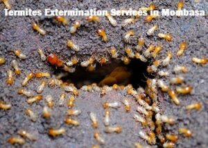 Termites extermination services in Mombasa