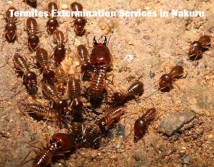 Termites extermination services in Nakuru