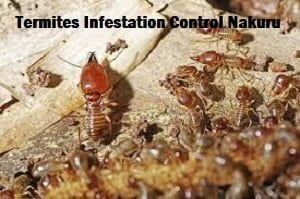 Termites infestation control services in Nakuru
