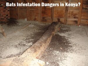 Bats Infestation Dangers in Kenya? Bats Infestation Dangers in Kenya?