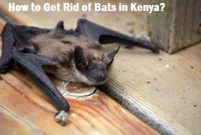 bats and how to get rid of bats in Kenya? bats and how to get rid of bats in Kenya?