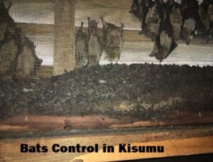 Bats control in Kisumu Bats control in Kisumu