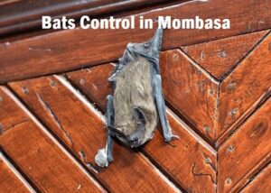 Bats control in Mombasa Kenya Bats control in Mombasa Kenya
