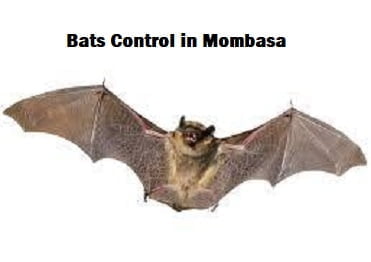 bats control in Mombasa bats control in Mombasa