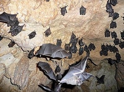 bats control services 