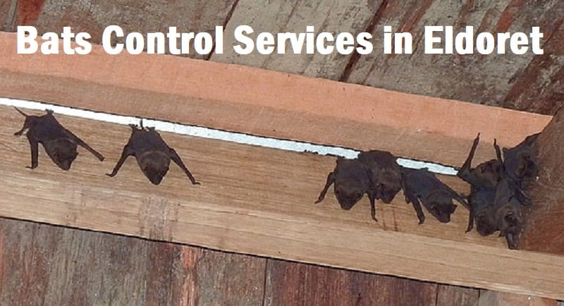 Bats control services in Eldoret
