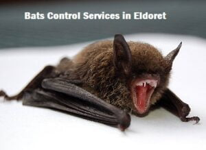 Bats control services in Eldoret