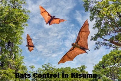 bats control services in Kisumu Kenya bats control services in Kisumu Kenya