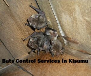 Bats control services in Kisumu Bats control services in Kisumu