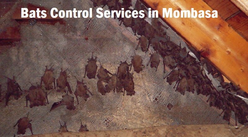 bats control services in Mombasa bats control services in Mombasa