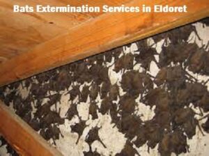 Bats extermination services in Eldoret