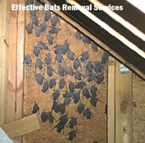 How to get rid of bats in Kenya? How to get rid of bats in Kenya?