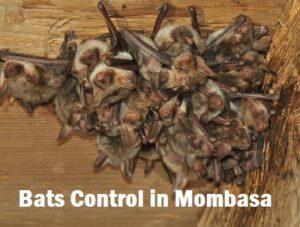 Bats control services in Mombasa Bats control services in Mombasa