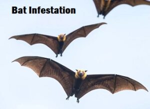 How to exterminate bats in Kenya? How to exterminate bats in Kenya?