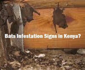 Bats Infestation Signs in Kenya? Bats Infestation Signs in Kenya?