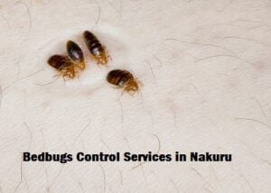 Bedbugs control in Nakuru Bedbugs control in Nakuru
