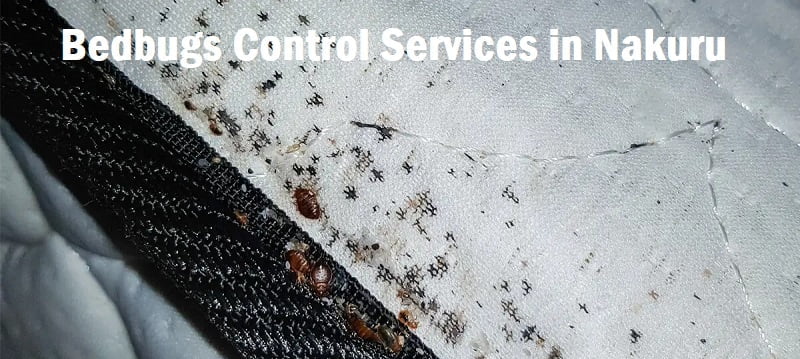 Bedbugs control services in Nakuru Bedbugs control services in Nakuru