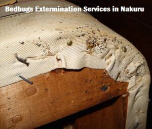 Bedbugs extermination services in Nakuru Bedbugs extermination services in Nakuru
