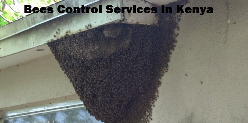 Bees control services in Kenya