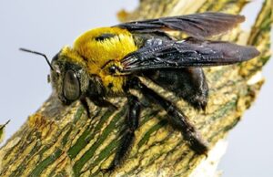 Carpenter bee Carpenter bee