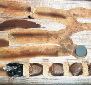 Carpenter bee control Carpenter bee control